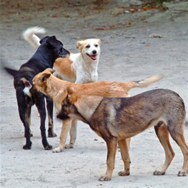 maidanezi_ploiesti