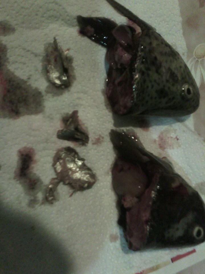 width=38 contenteditable=false