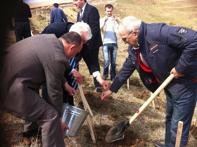 plantare copaci cu cosma