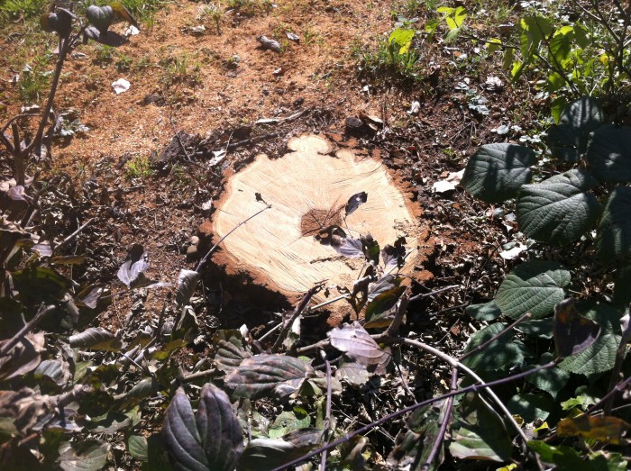Ploiestenii din zona de nord a orasului Ploiesti sunt nemultumiti de faptul ca SGU i-a lasat fara copaci