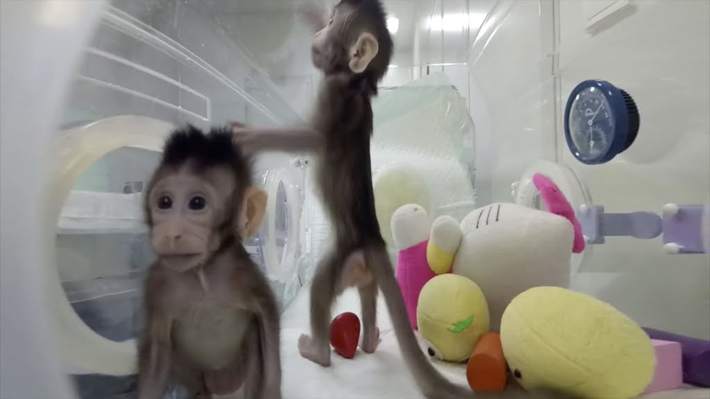 ct-clone-monkeys-20180124.jpg