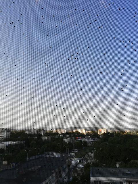 66811066_2564801053637460_7529353557112258560_n_744b2.jpg