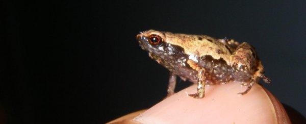 MadagascanMiniFrogsAdorbs_600_ecee2.jpg