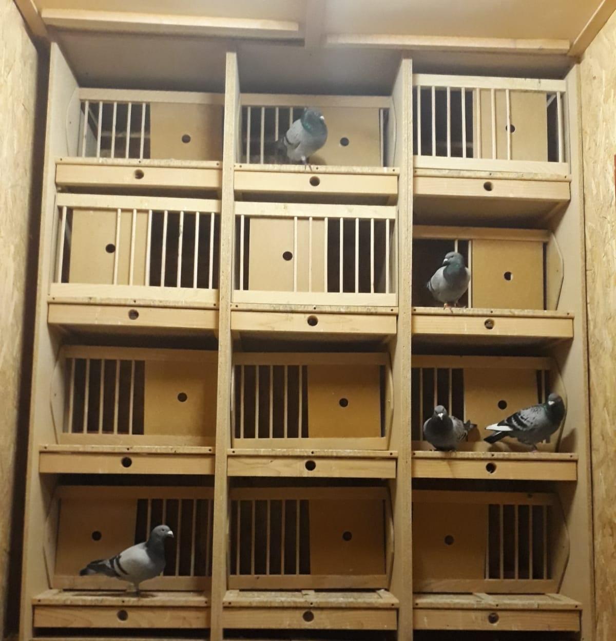 Peste 200 de porumbei campioni vor fi expuși, în weekend, la Păulești