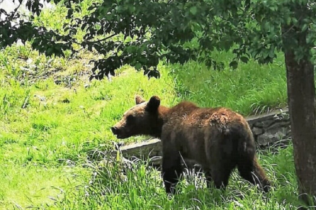 Federația pentru Protecția Animalelor și Mediului a dat în judecată Primăria Comarnic pentru împușcarea unui urs
