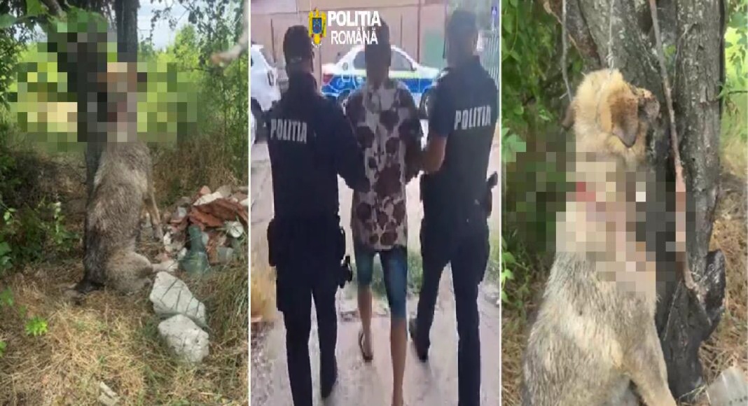 Bărbat reținut în cazul câinelui găsit spânzurat la Urlați. Animalul fusese luat sub pretextul că va fi îngrijit