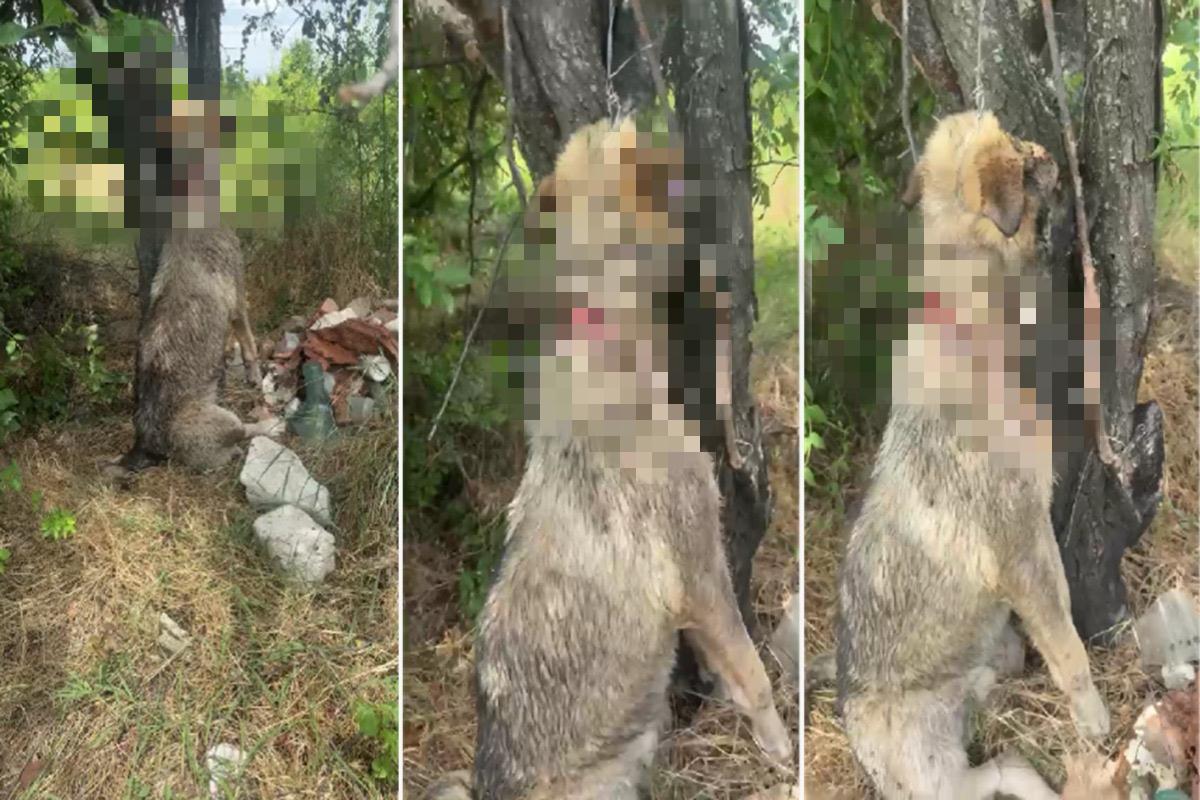 Caz revoltător în Prahova. Un câine a fost spânzurat de un copac la Urlați