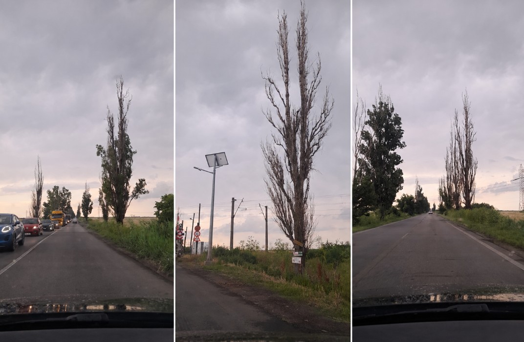 Aproape 300 de arbori uscați pe DN 1D, în Prahova. Instituțiile se notifică, pericolul rămâne