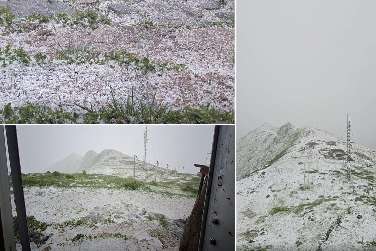 Aversă de măzăriche la Vârful Omu – VIDEO